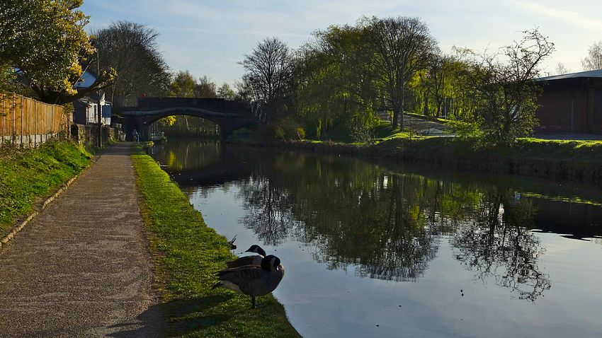Canada geese on Bridgewater canal