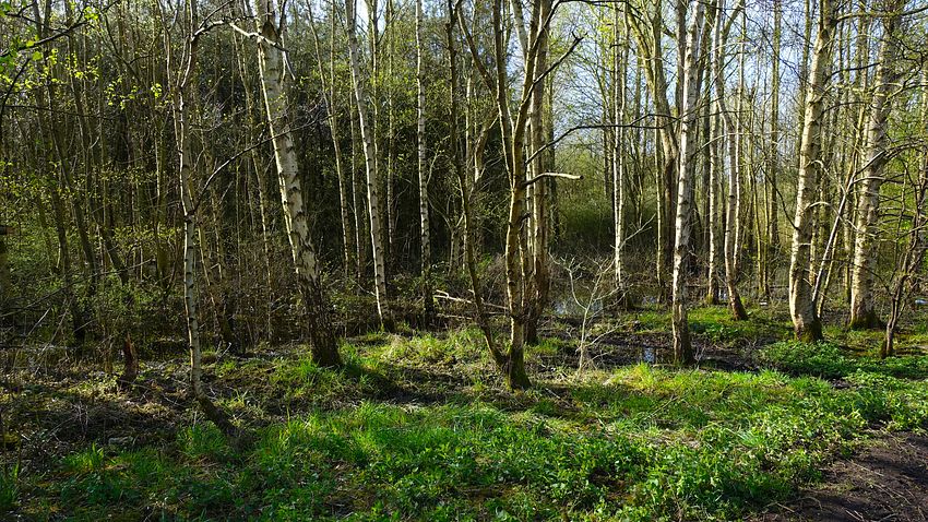 Swampy woodland bordering the TPT