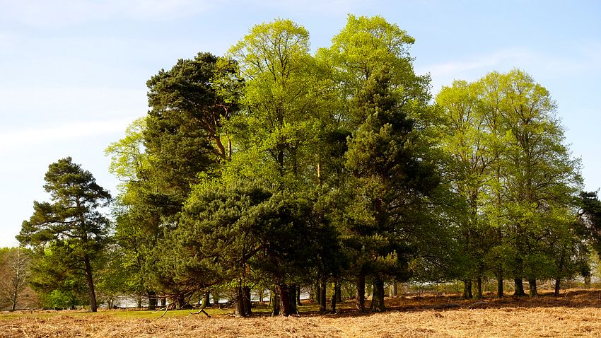 Copse of trees in Dunham Massey