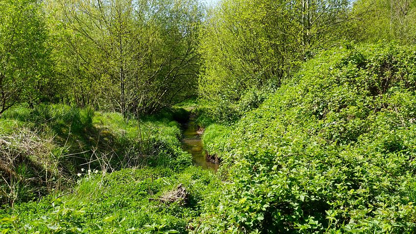 Sinderland Brook in De Quincey Park