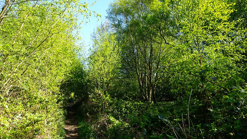 Trackbed near Malljurs Covert