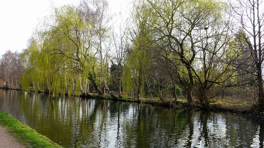 Weeping willows on Bridgewater Way
