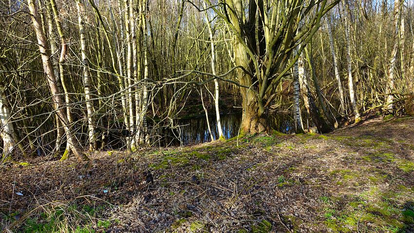 Carrington Moss pool