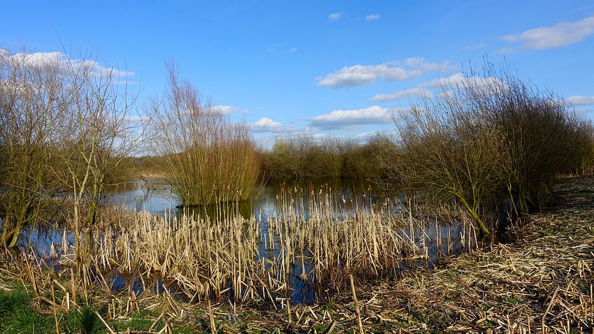Woodcote lake