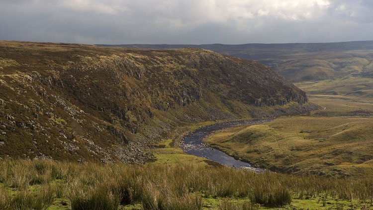 Falcon Clints & the Tees