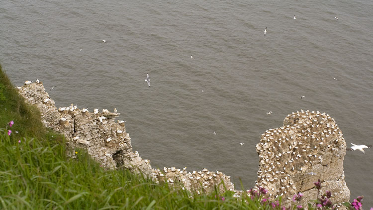 Gannet colony