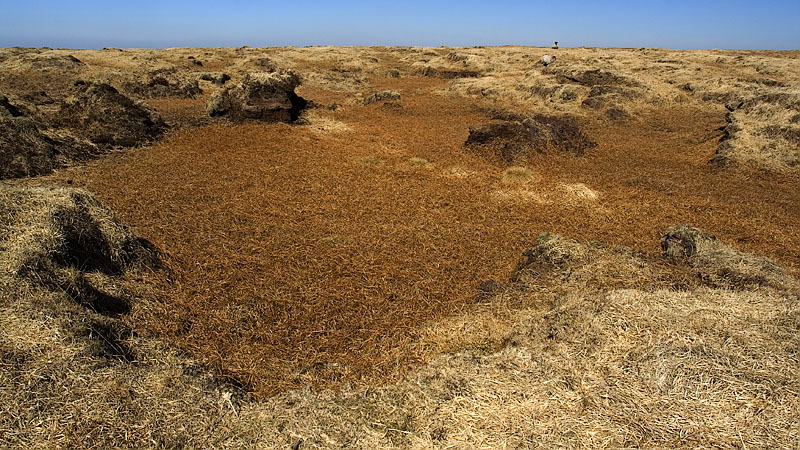 Bog between Whitehorse Hill and Hangingstone Hill