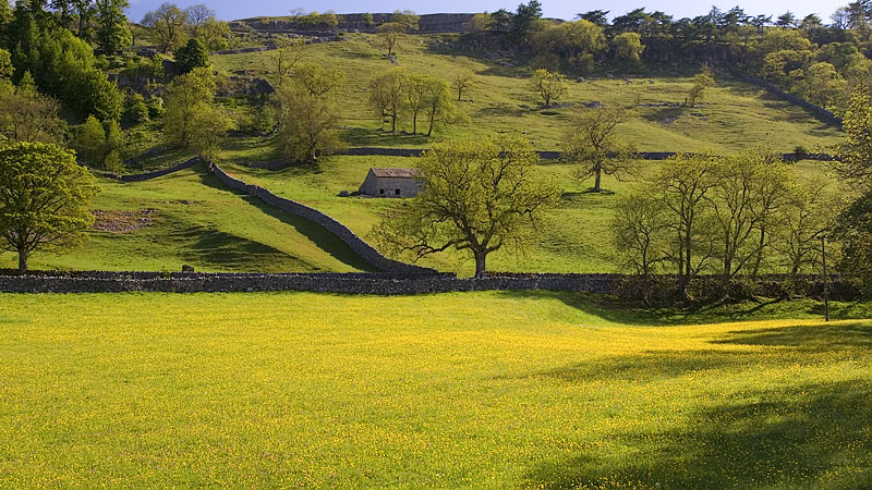 Buttercup meadows and Brayshaw Scar