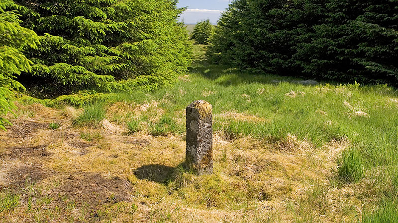 Forested summit of Esgair Ganol