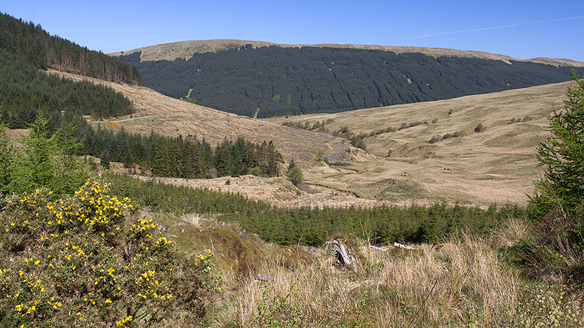 View from the forest track on the flank of Carnach Mor