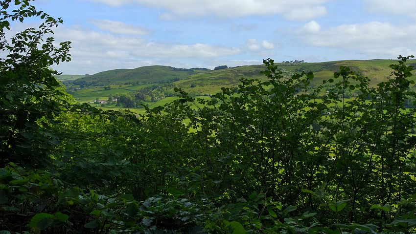 View from Garth Hill woodland path