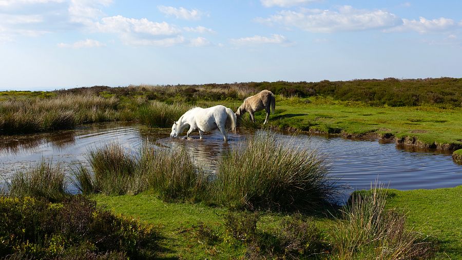 Horses drinking on Long Mynd in a marked restoration area Horses drinking on Long Mynd in a marked restoration area