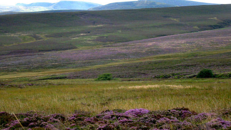 Berwyn ridge from Moel Fferna path
