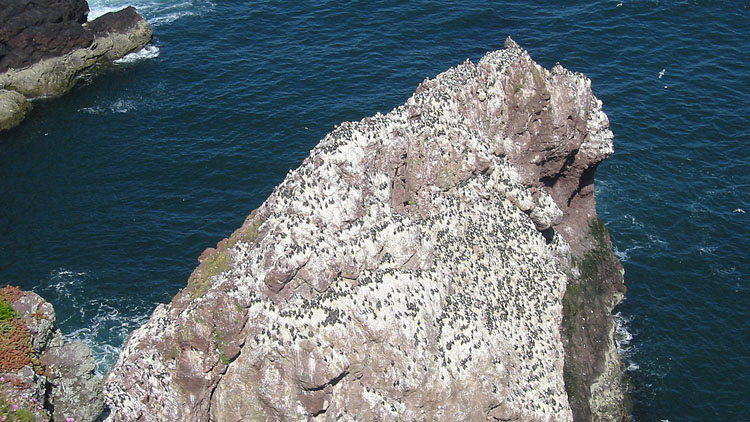 Stack and guillemots at St. Abb's Head