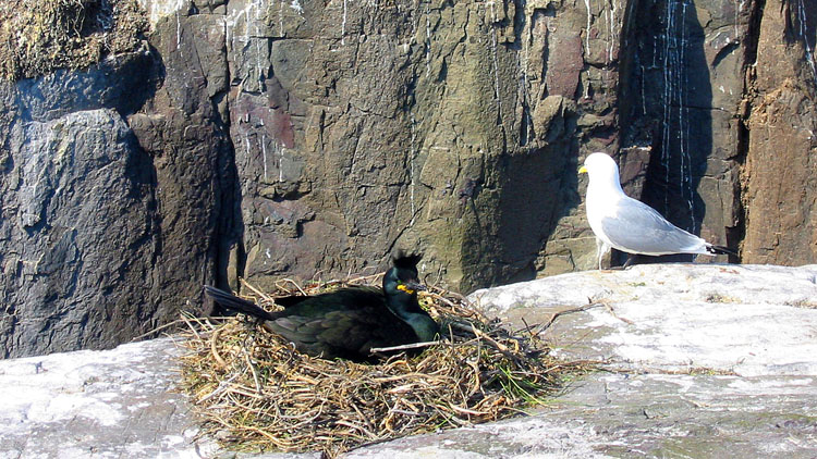 Female shag on nest