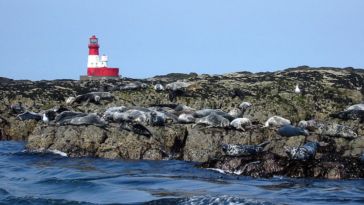 Seals and lighthouse