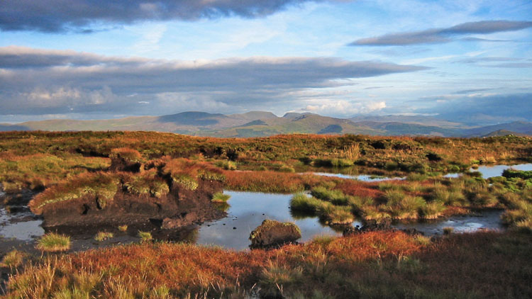 Bog & the Rhinogydd