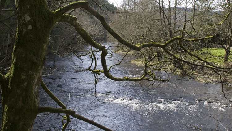 The Afon Efyrnwy at Pont Llogel