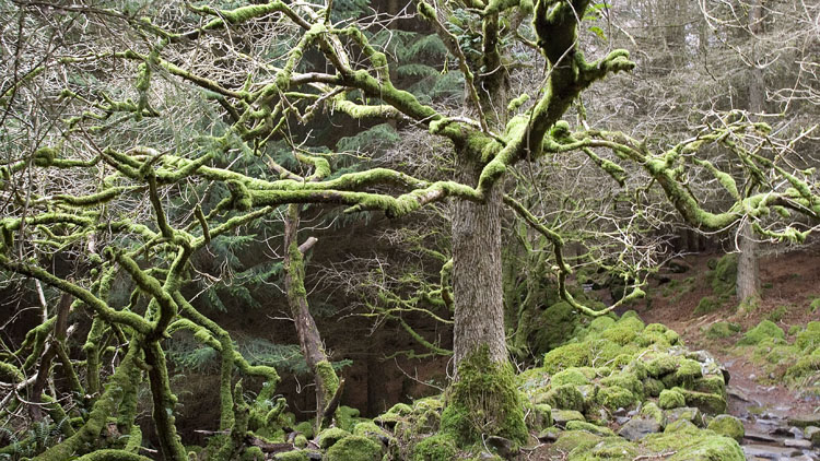 Moss encrusted trees on Mynydd Deulyn