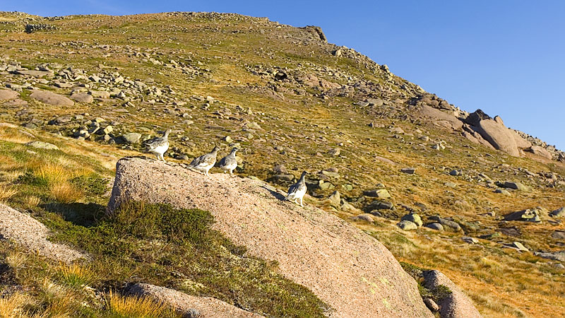 Ptarmigans on the climb of Cairn Gorm Ptarmigans on the climb of Cairn Gorm
