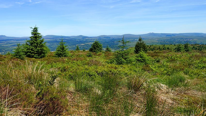 View to the Brecon Beacons from the forest edge