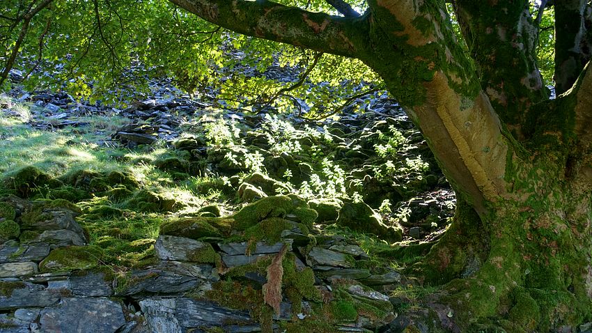 Old tree & old quarry spoil