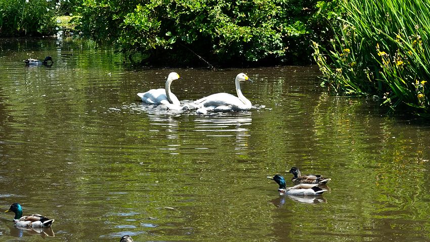 Wild swans and cygnets