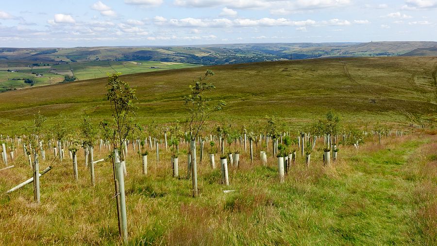 New mixed tree saplings on Freeholds Top