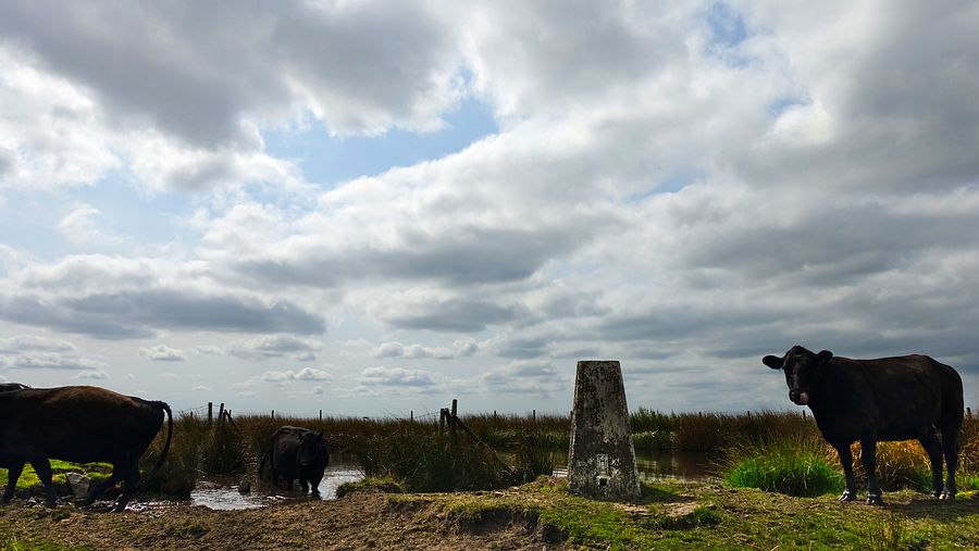 Freeholds Top trig point 454m