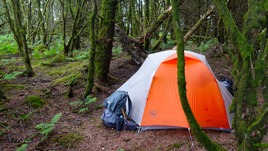 Woodland pitch at Mynydd Bach